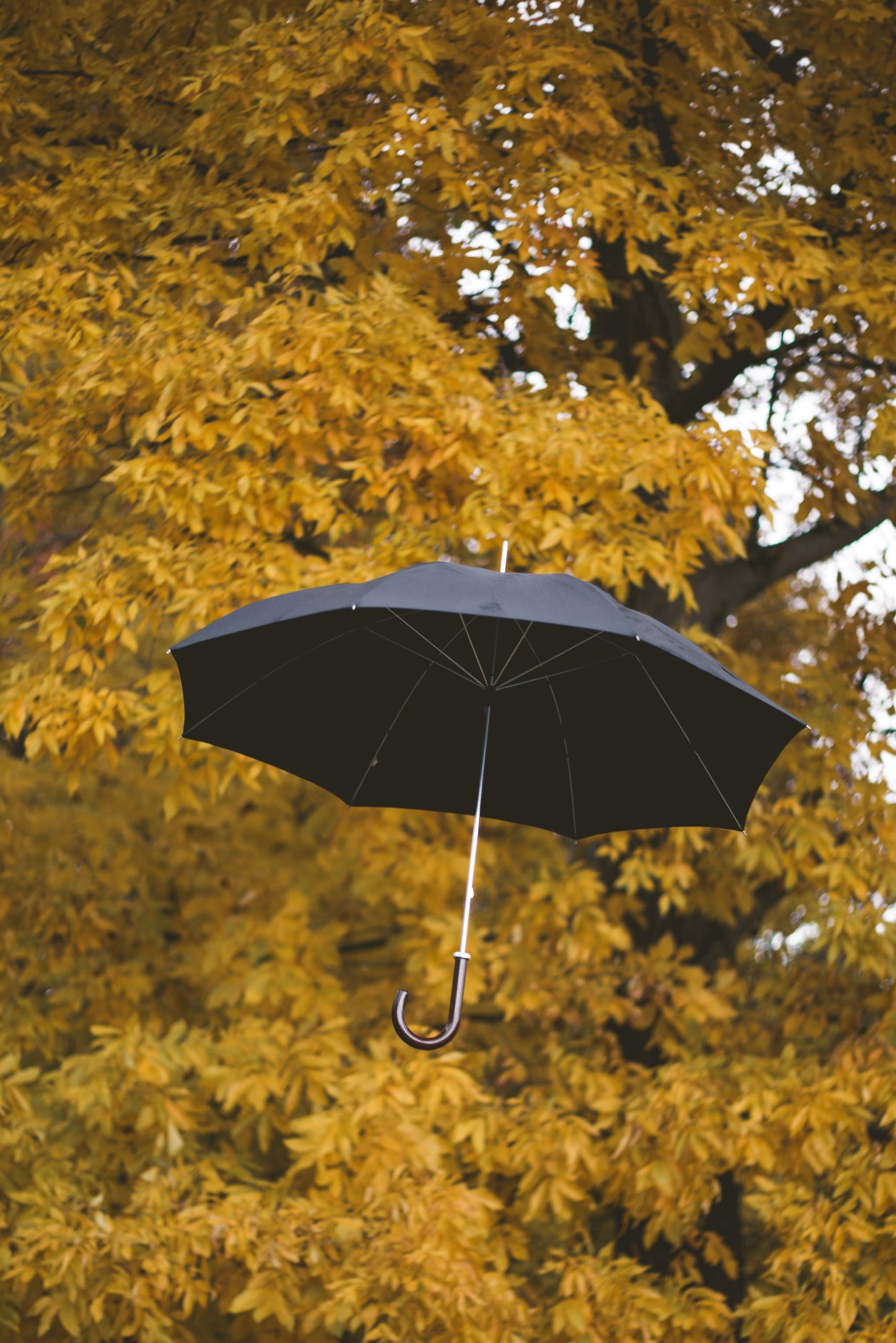 A black umbrella hovers in front of a tree, covered in yellow leaves.